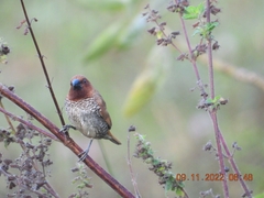 Lonchura punctulata