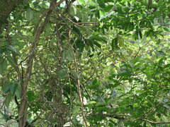 Cleisostoma paniculatum