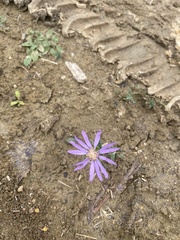 Eurybia hemispherica