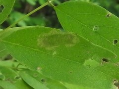 Chrysaster ostensackenella