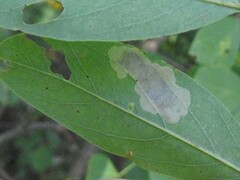 Chrysaster ostensackenella