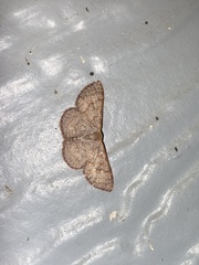 Leptostales pannaria