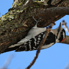 Dryobates pubescens
