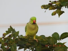 Psittacula krameri