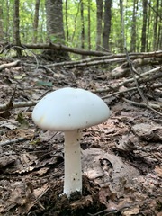 Amanita suballiacea