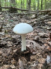 Amanita suballiacea