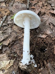 Amanita suballiacea
