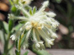 Pimelea octophylla