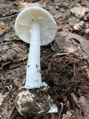 Amanita suballiacea