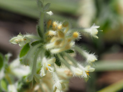 Pimelea octophylla