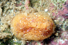 Pyuridae