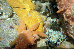 Bovichtus angustifrons