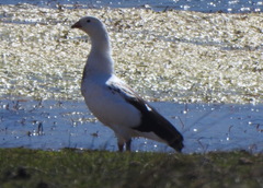 Oressochen melanopterus