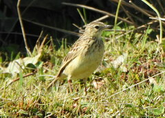 Anthus lutescens