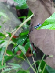 Risiocnemis