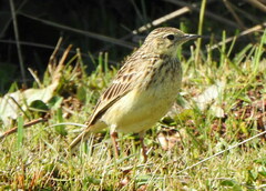 Anthus lutescens