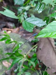 Risiocnemis