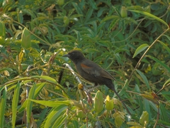 Icterus pyrrhopterus