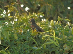 Icterus pyrrhopterus