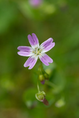 Claytonia sibirica