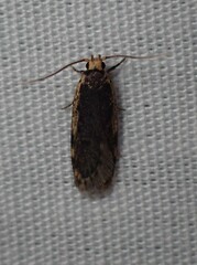 Hoplostega ochroma