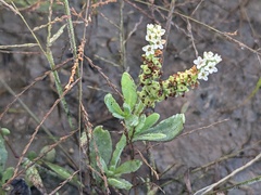 Heliotropium curassavicum