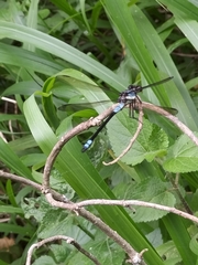 Diphlebia euphoeoides