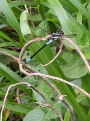 Diphlebia euphoeoides