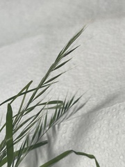 Brachypodium sylvaticum