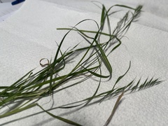 Brachypodium sylvaticum