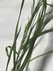 Brachypodium sylvaticum