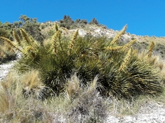 Aciphylla