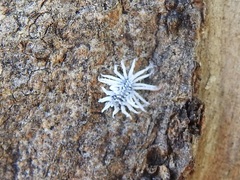 Cryptolaemus