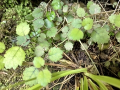 Rhabdothamnus solandri