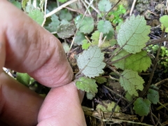 Rhabdothamnus solandri