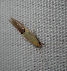 Opogona protodoxa