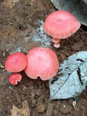 Mycena roseilignicola