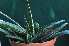 Gasteria carinata