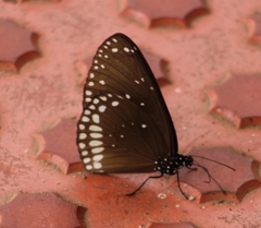 Euploea sylvester