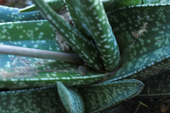Gasteria carinata