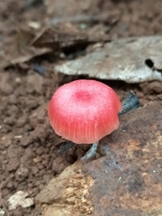Mycena roseilignicola