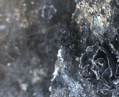 Cornicularia normoerica