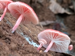 Mycena roseilignicola