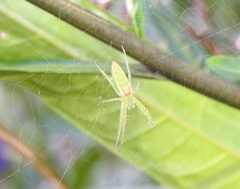 Araneus talipedatus