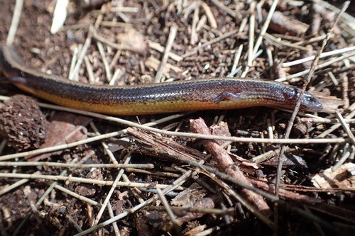 Three-toed Skink, Saiphos equalis
