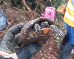 Kinosternon creaseri