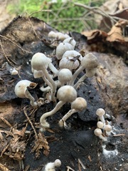 Asterophora parasitica