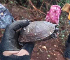 Kinosternon creaseri