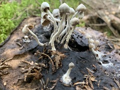 Asterophora parasitica