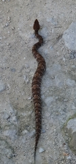 Agkistrodon russeolus